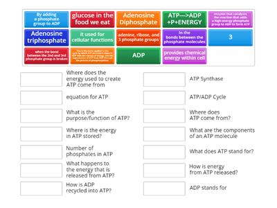 ATP Structure and Cycle Review