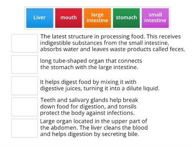 DIGESTIVE SYSTEM GAME