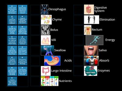 Discovering the digestive system