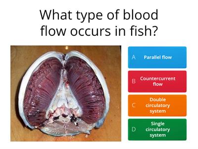 Fish, insects and plants gas exchange