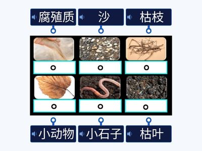 一年级 9.3 土壤里有什么？