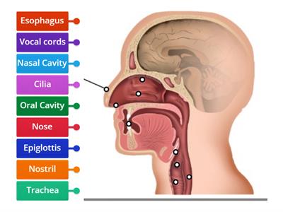 Medical Assisting: Respiratory System (Nose Diagram)