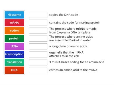  Protein synthesis vocabulary 