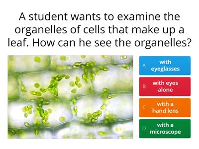 (Year 8) Plant and Animal Cells Quiz