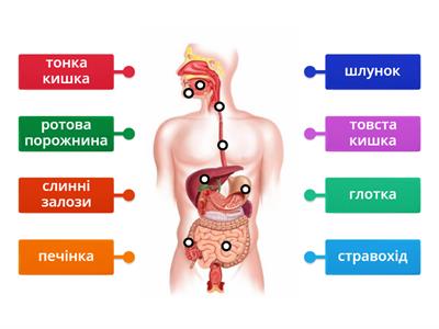 Травна система людини