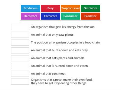 Food Chain key words