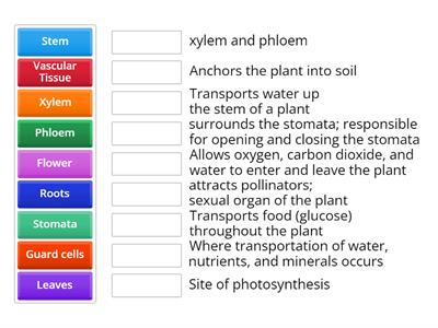 Plant Parts 