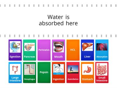 Functions of the Digestive system 