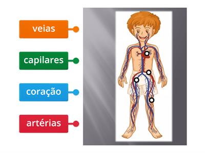 EM 3.ºANO: sistema circulatório