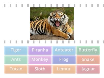 Rainforest Animals--Find the match