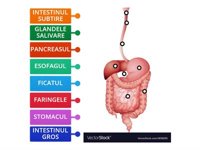 BIOLOGIE : SISTEMUL DIGESTIV LA OM