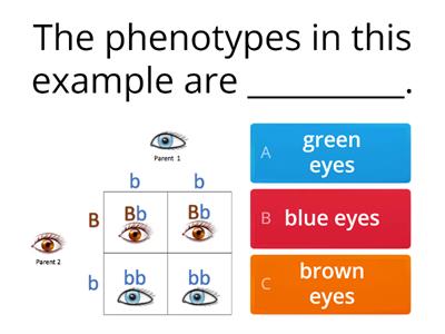 Punnett Square Quiz