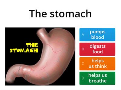 INTERNAL ORGANS