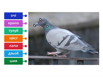 частини тіла птахів