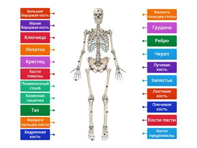 Строение скелета человека