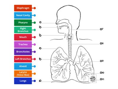 Respiratory System Diagram