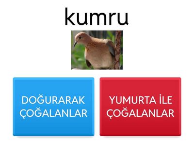 Hayvanlarda Üreme test