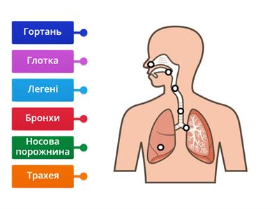 Дихальна система