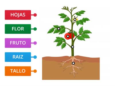  Partes de la planta