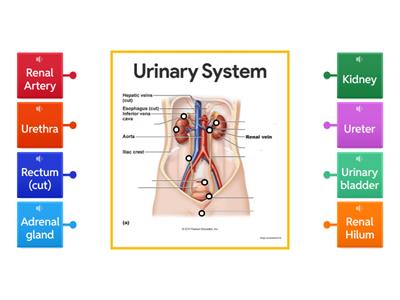 URINARY SYSTEM