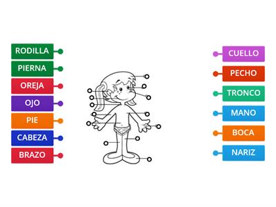 Partes del cuerpo humano