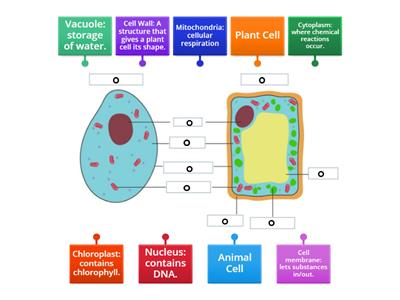 TCS - Plant and Animal Cell Review