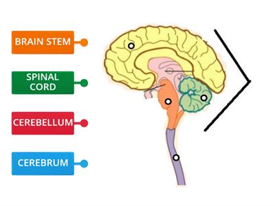 Central Nervous System