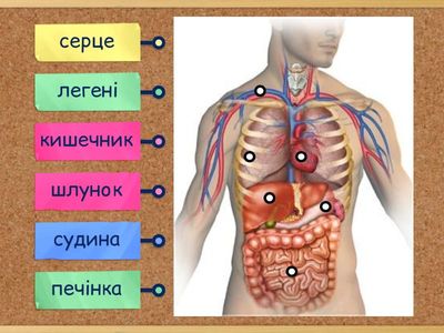 Внутрішня будова людини. ЯДС