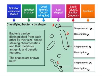 Classifying bacteria by shape