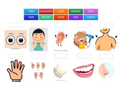  PARTS OF THE BODY :)