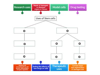 Higher Biology stem cell uses flow chart
