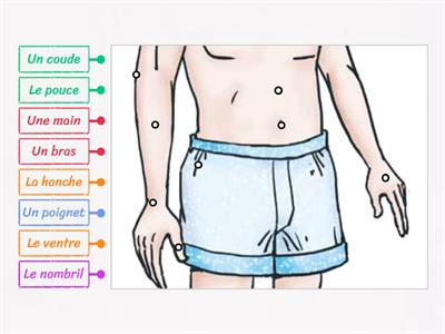 Parties du corps (milieu du corps)