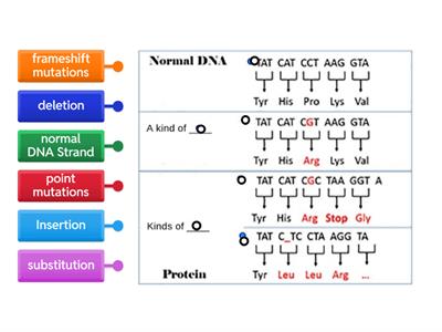 Mutations Matching Practice