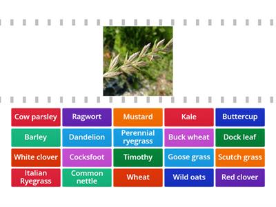 Plant classification