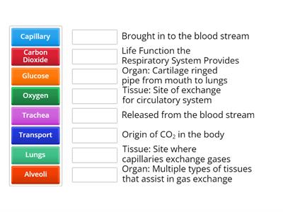Respiratory System