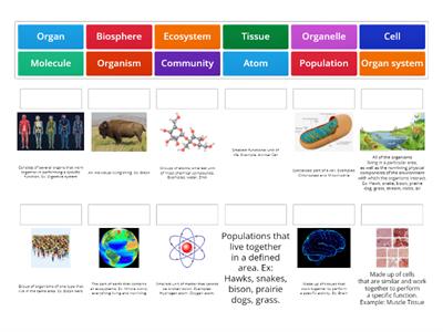 Levels of Organization