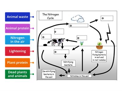 Nitrogen Cycle