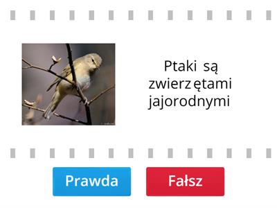 Ptaki - kręgowce zdolne do lotu