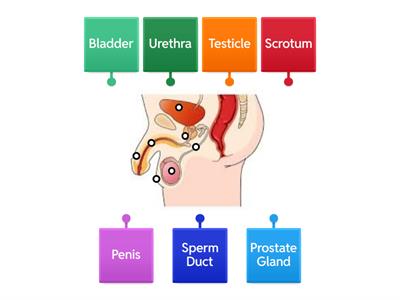 Male Reproductive System