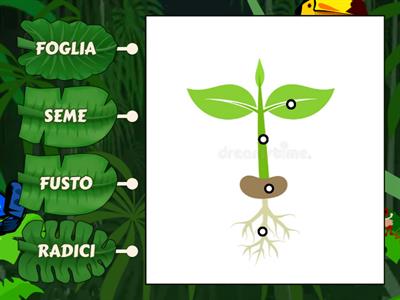 Parti di una pianta