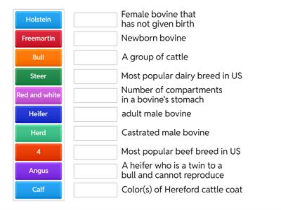 Cattle Terminology
