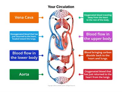 Blood circulation