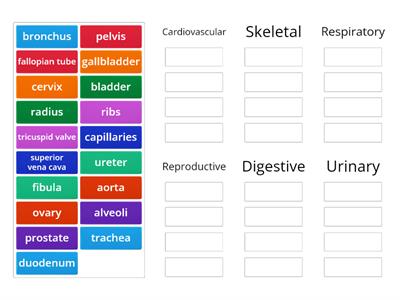 Anatomy and Systems