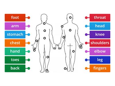 Parts of the body