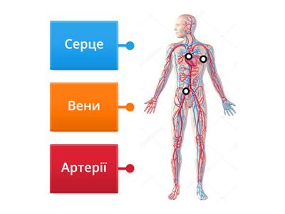 Будова кровеносної системи