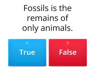  Fossils