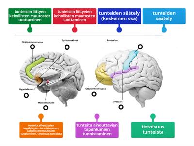 Tunteet aivoissa