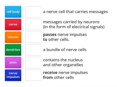 Neurons and Nerve Impulses