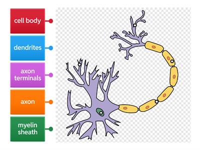 Neuron