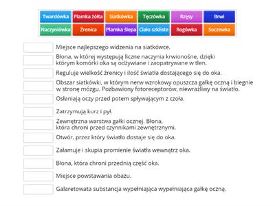 Budowa i funkcje elementów budowy oka